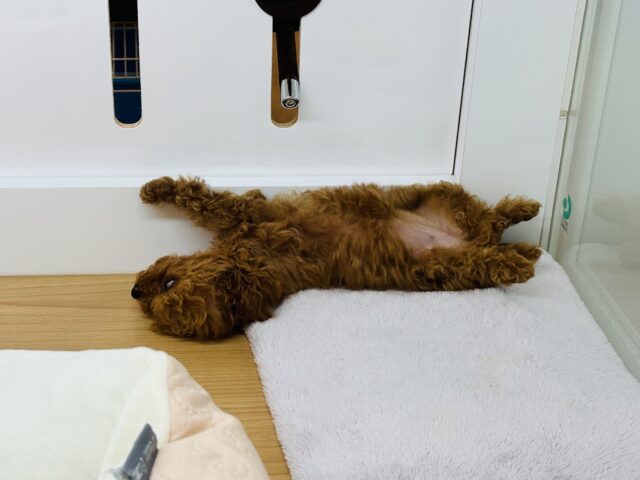 トイプードル