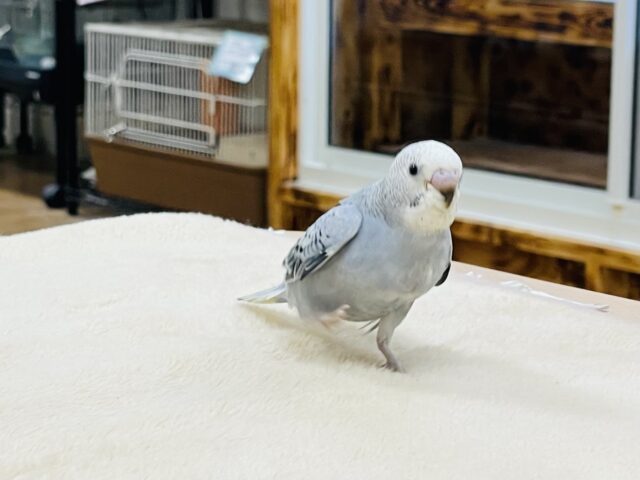 セキセイインコ