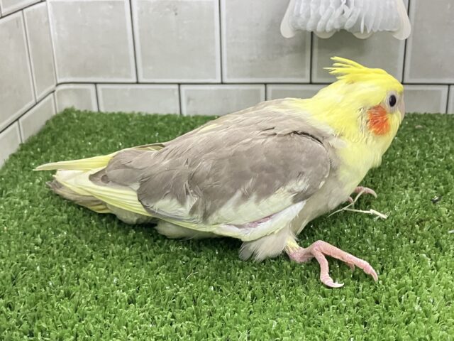 オカメインコ