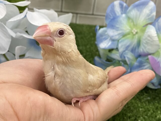 シナモン文鳥