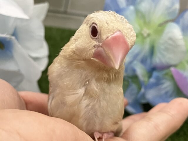 シナモン文鳥