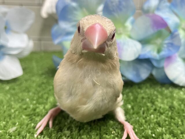 シナモン文鳥