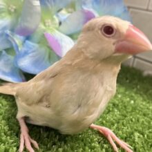 ✨最新画像✨めろりん︎♥️⟡.*ポカポカ𝐦𝐢𝐥𝐤 𝐭𝐞𝐚🫖🧸シナモン文鳥(2025年5月上旬生まれ)