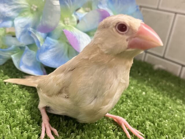 ✨最新画像✨めろりん︎♥️⟡.*ポカポカ𝐦𝐢𝐥𝐤 𝐭𝐞𝐚🫖🧸シナモン文鳥(2025年5月上旬生まれ)