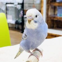 【最新画像】にっこりニコニコ😊セキセイインコちゃん（オパーリン）ヒナ