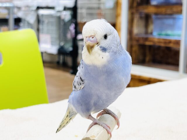 【最新画像】にっこりニコニコ😊セキセイインコちゃん（オパーリン）ヒナ
