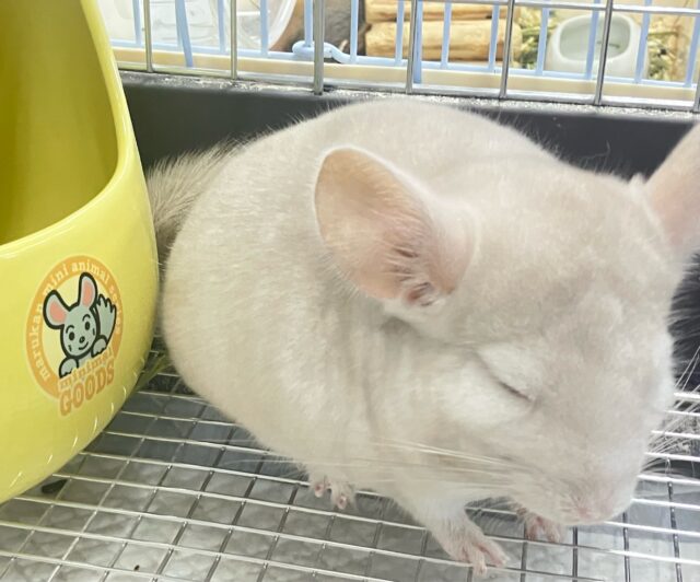 チンチラ