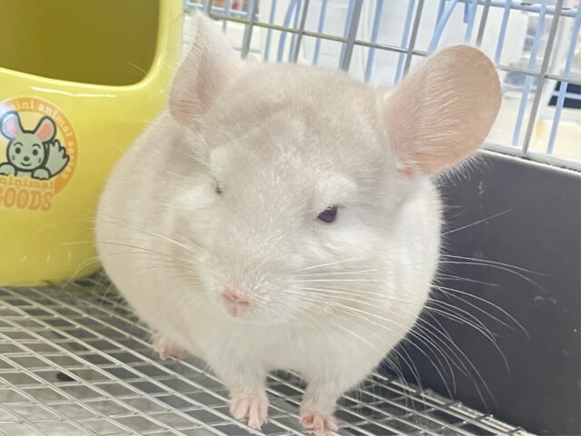 チンチラ