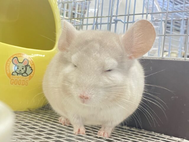 チンチラ