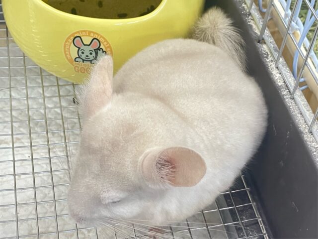 チンチラ