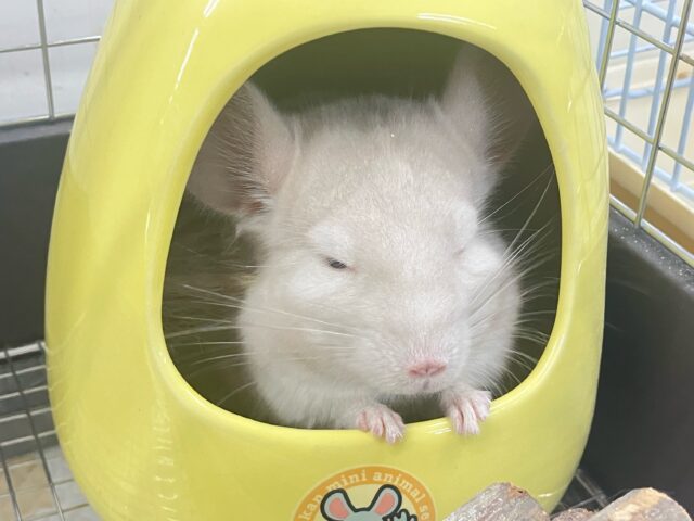 チンチラ