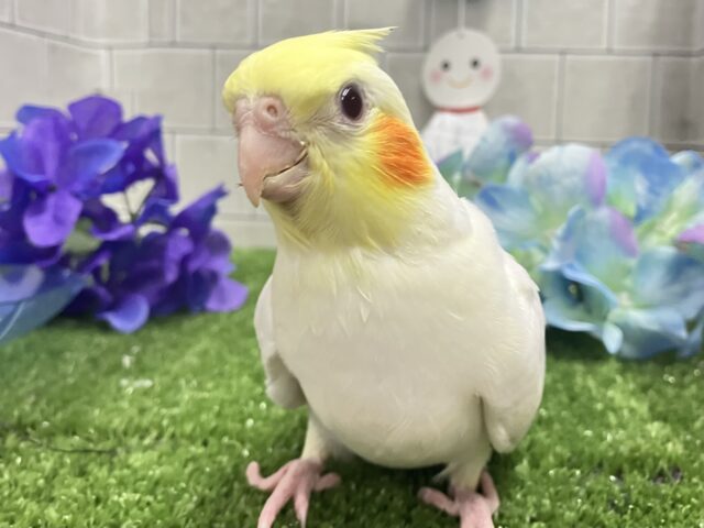 オカメインコ