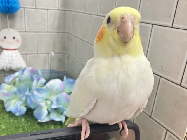 オカメインコ