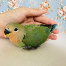 チュ–リップみたい？🌷かわいい手乗りコザクラインコちゃん(ノーマル)❤️💚