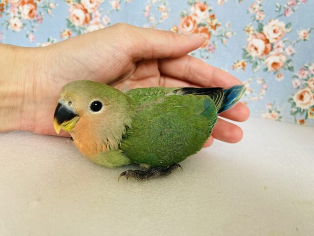 チュ–リップみたい？🌷かわいい手乗りコザクラインコちゃん(ノーマル)❤️💚