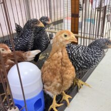 ✨更新✨私たち…ブリモス幼稚園1期生です❕🌸📛　ブリモスロック　ボリスブラウン