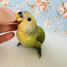 夕暮れ畦道..🐾🌅かわいい手乗りコザクラインコちゃん(オレンジフェイスオパーリン)🎐