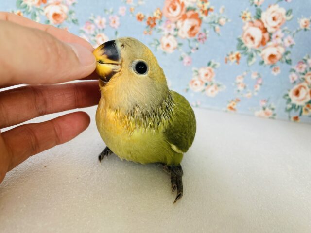 夕暮れ畦道..🐾🌅かわいい手乗りコザクラインコちゃん(オレンジフェイスオパーリン)🎐