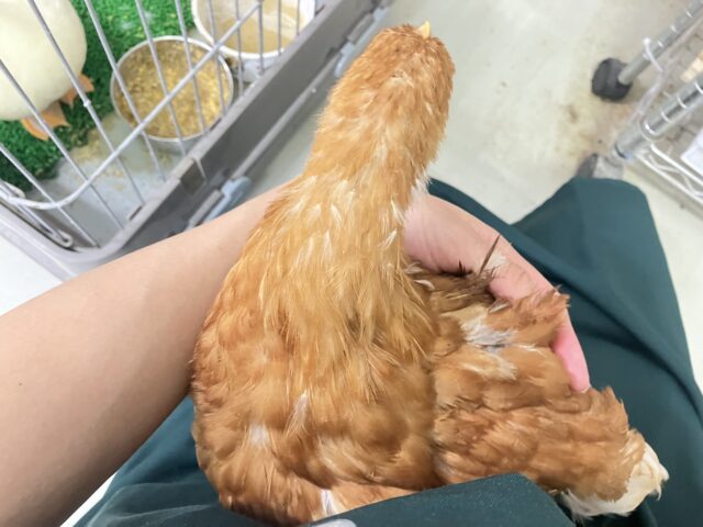 ボリスブラウン