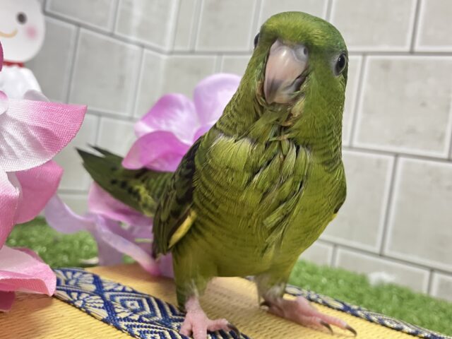 サザナミインコ