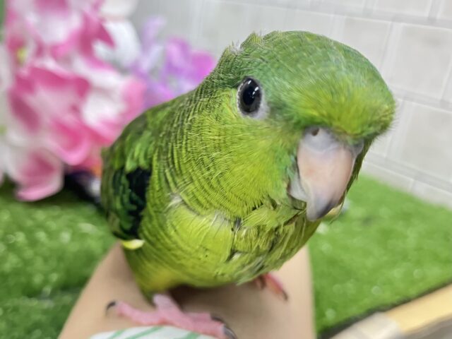 サザナミインコ