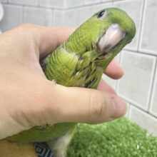 ✨最新画像✨ｶﾜｲｻ５つ星🌟⋆꙳ 抹茶ピエール🍵𓈒 𓂂𓏸サザナミインコ(2025年5月上旬生まれ)