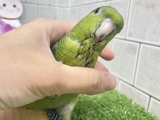 ✨最新画像✨ｶﾜｲｻ５つ星🌟⋆꙳ 抹茶ピエール🍵𓈒 𓂂𓏸サザナミインコ(2025年5月上旬生まれ)