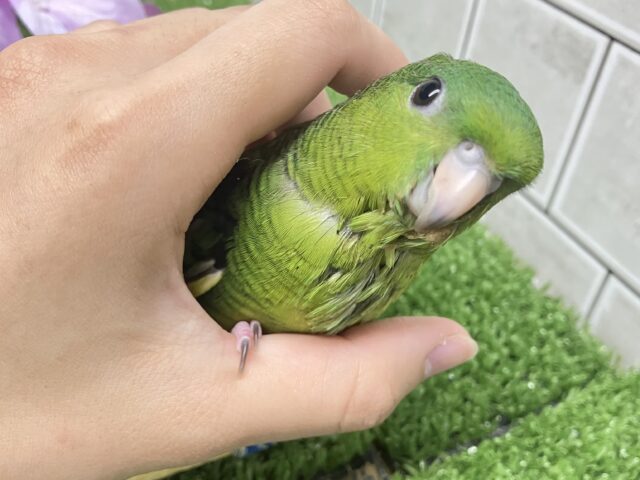 サザナミインコ
