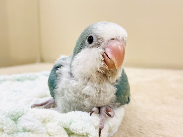 オキナインコ