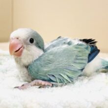 どこから見ても可愛すぎます🩵オキナインコ（アクアブルーオパーリン）ヒナ