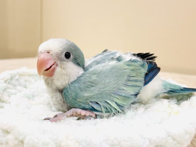 どこから見ても可愛すぎます🩵オキナインコ（アクアブルーオパーリン）ヒナ