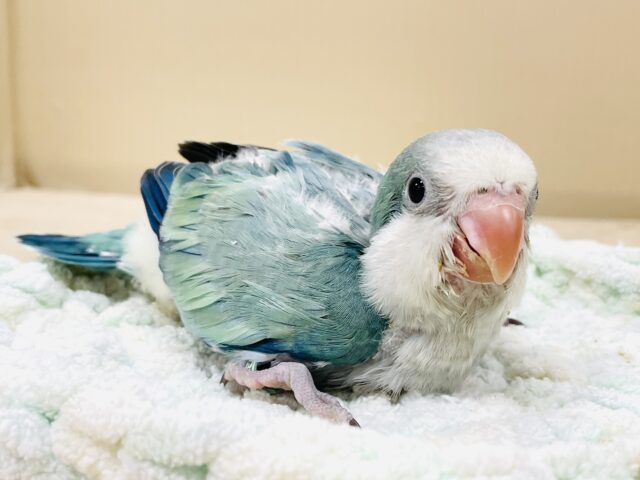 オキナインコ