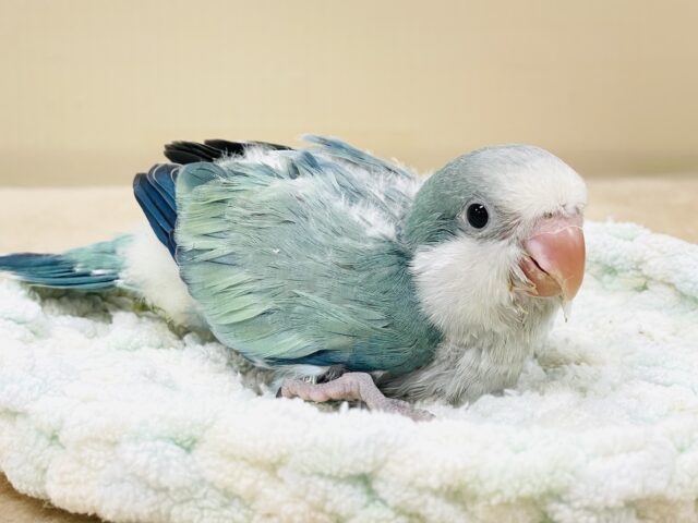 オキナインコ