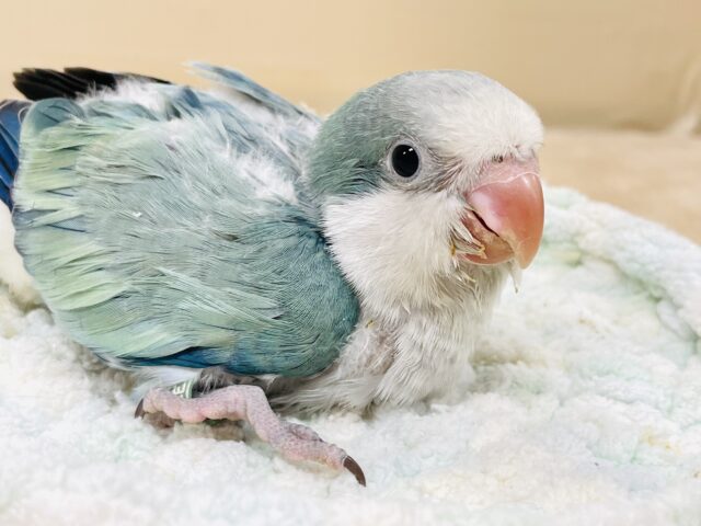 オキナインコ