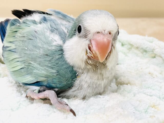 オキナインコ