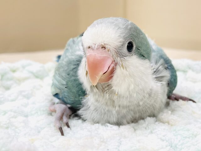 オキナインコ
