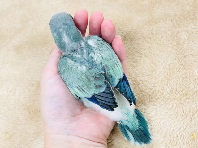 オキナインコ