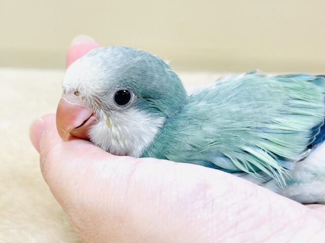 オキナインコ