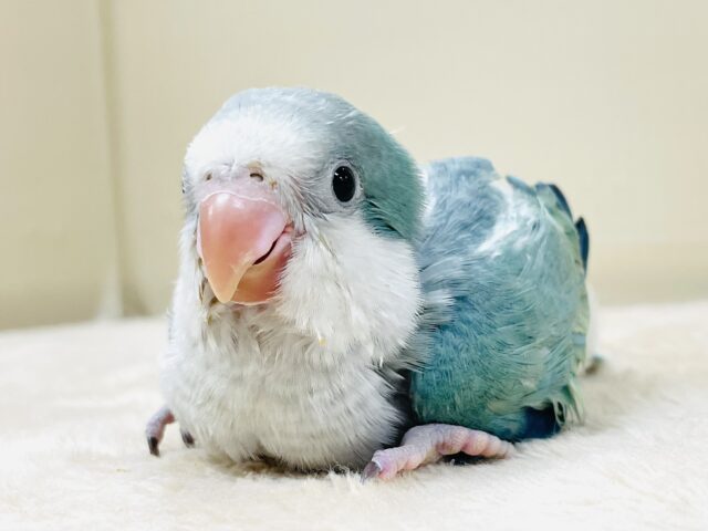 オキナインコ