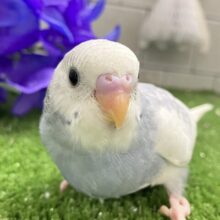 ﾓｸﾓｸ💭ヒダリノエクボが倍倍kawaii❕✈️💨セキセイインコ(グレースパングルパイド/2025年5月生まれ)