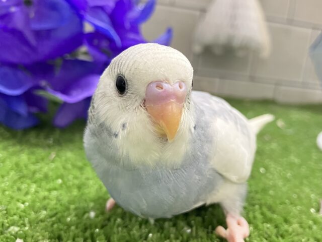 ﾓｸﾓｸ💭ヒダリノエクボが倍倍kawaii❕✈️💨セキセイインコ(グレースパングルパイド/2025年5月生まれ)