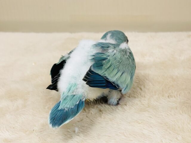 オキナインコ