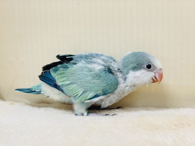 オキナインコ