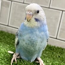 ✨最新画像✨かがみよ照らせ🪞⟡.·海のさざめき🌊°∵🐬セキセイインコ(ブルースパングル/2025年5月生まれ)