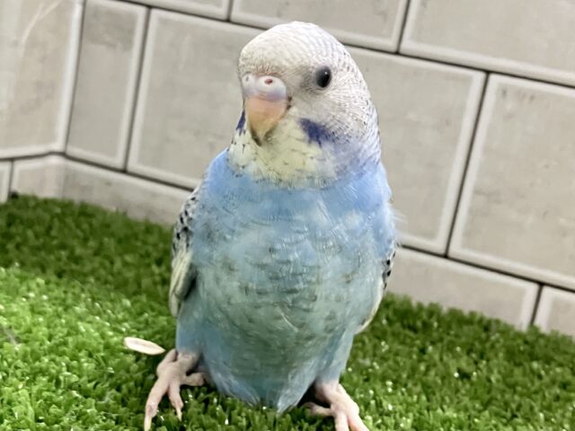 ✨最新画像✨かがみよ照らせ🪞⟡.·海のさざめき🌊°∵🐬セキセイインコ(ブルースパングル/2025年5月生まれ)