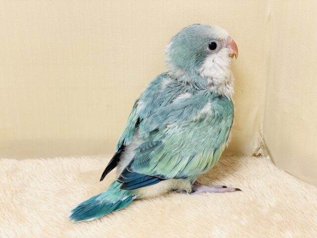 オキナインコ