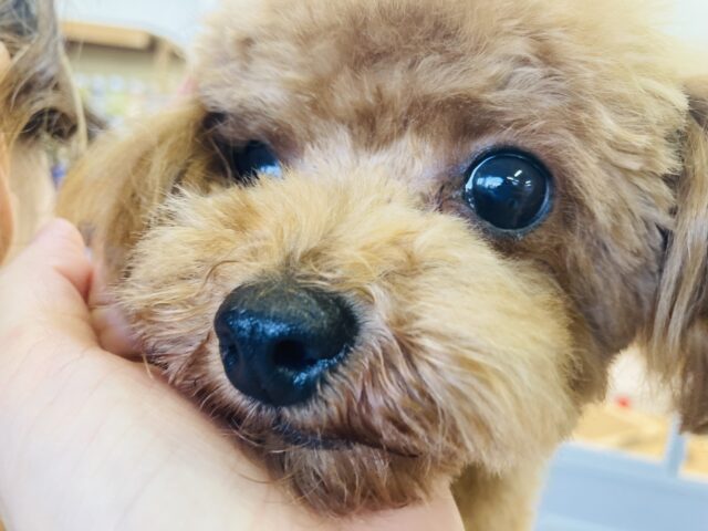 トイプードル