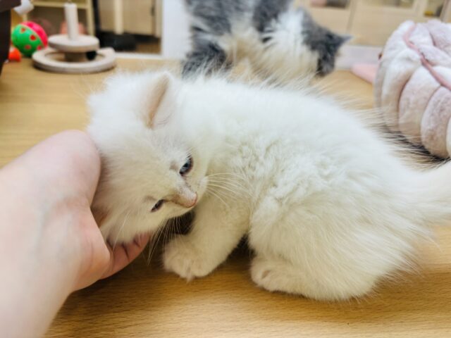 サイベリアン