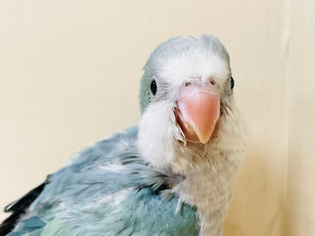オキナインコ