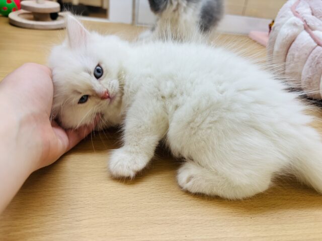 サイベリアン